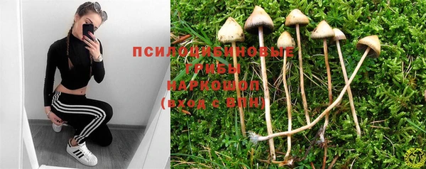 прущие грибы Елабуга